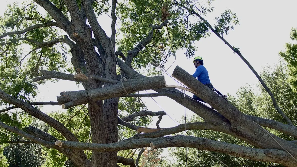Professional Crown Thinning performed by certified arborists in Fort Stanton