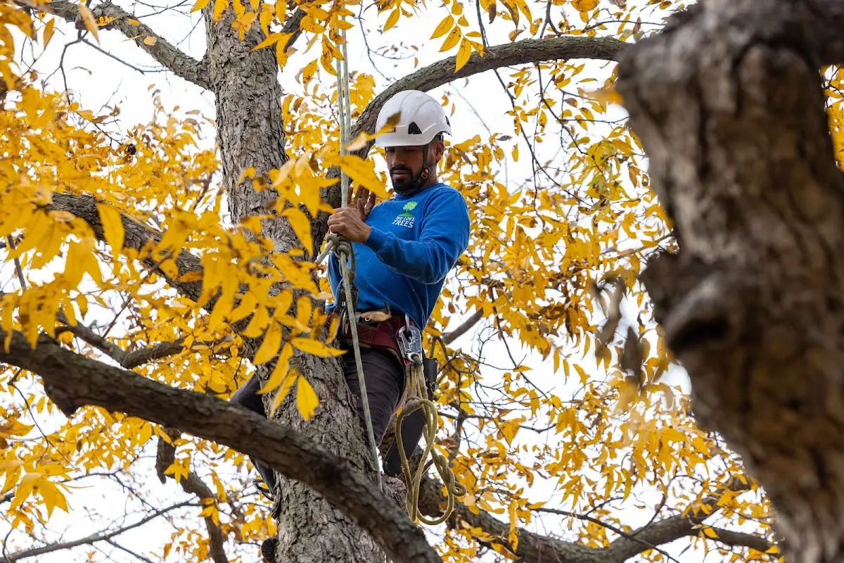 Skilled Tree Pruning crew working in Fort Stanton