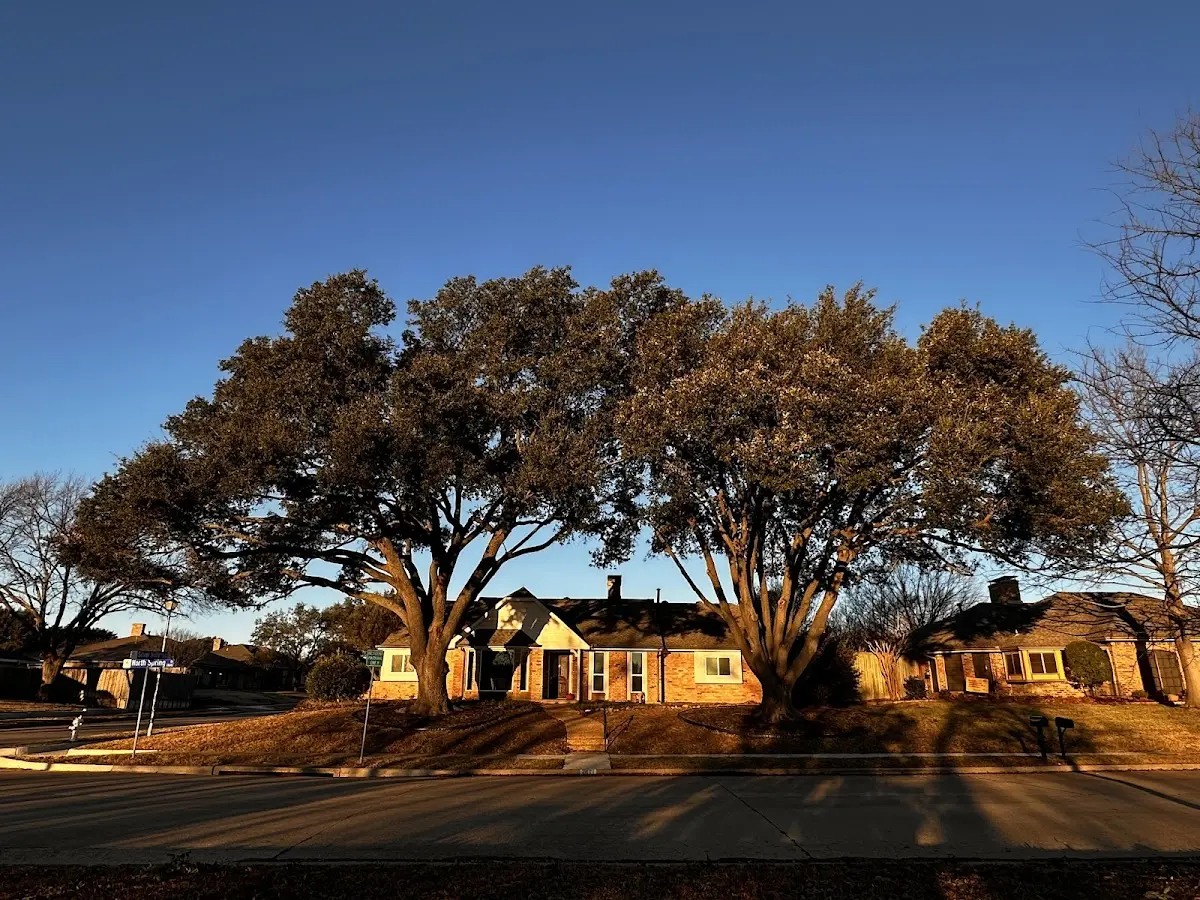Established residential canopy tree shading a home in Fort Stanton